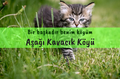 Aşağı Kavacık Köyü